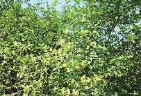 ʱ,Ͳݪֲӹ,ֲݪֲӹ